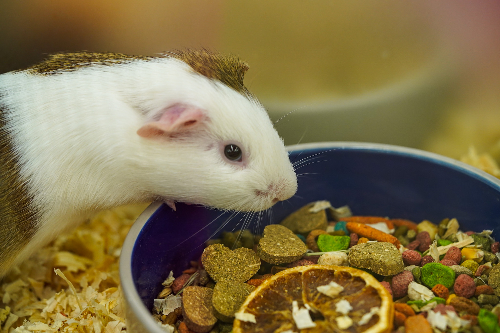 Pet Supermarket Image