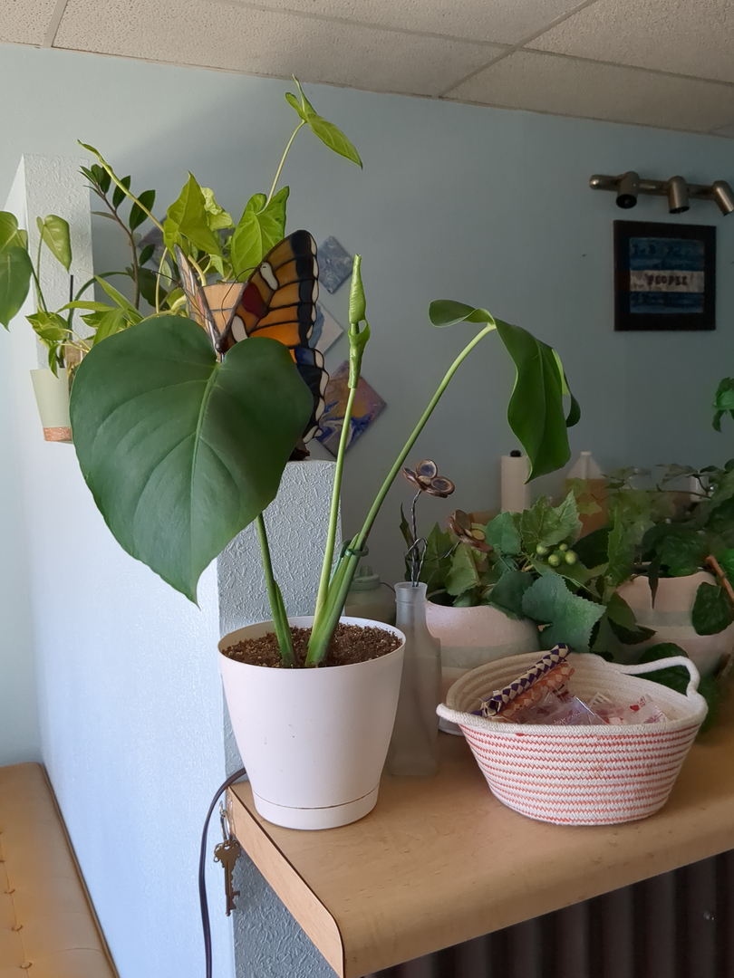 Cozy Meyer LMT Image