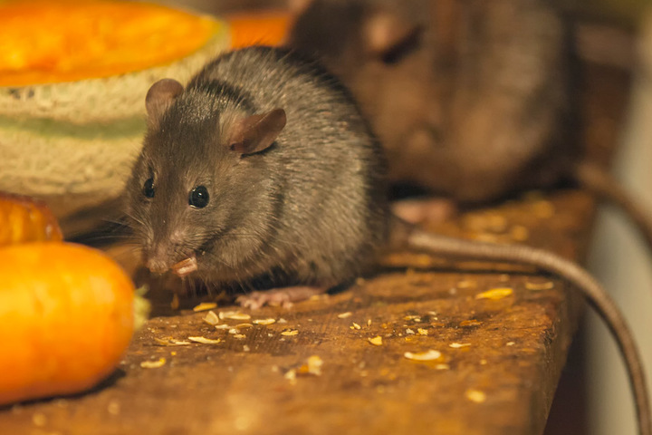 JoeBlue Dallas Pest Control - Plano, TX