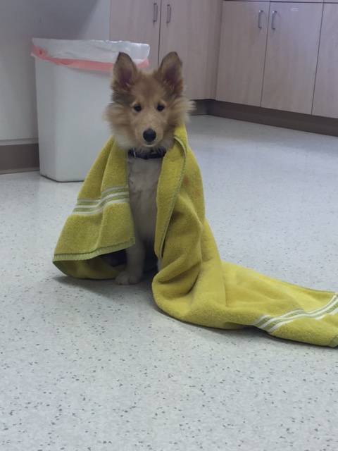 Veterinarian in PA Bakerstown 15007 Bakerstown Animal Hospital Inc 5814 William Flinn Highway (724)443-8200