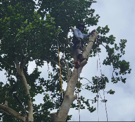 Wester Tree Service - Oklahoma City, OK