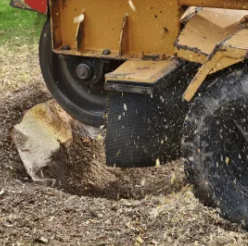 Wester Tree Service - Oklahoma City, OK