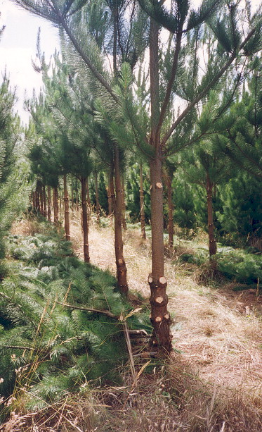 Arborcare Group Inc. Image