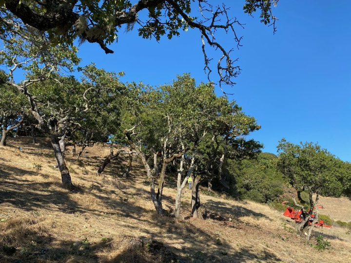 Arborcare Group Inc. Image