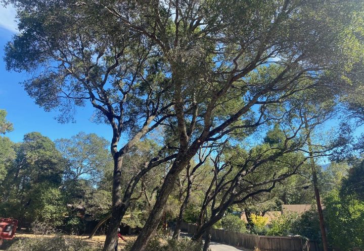 Arborcare Group Inc. Image