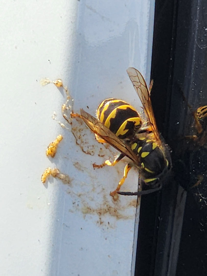 Bugnation, LLC - Seattle, WA