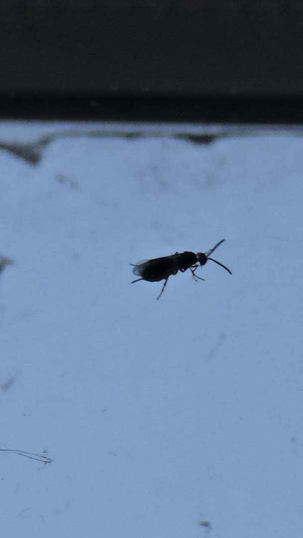 Bugnation, LLC - Seattle, WA