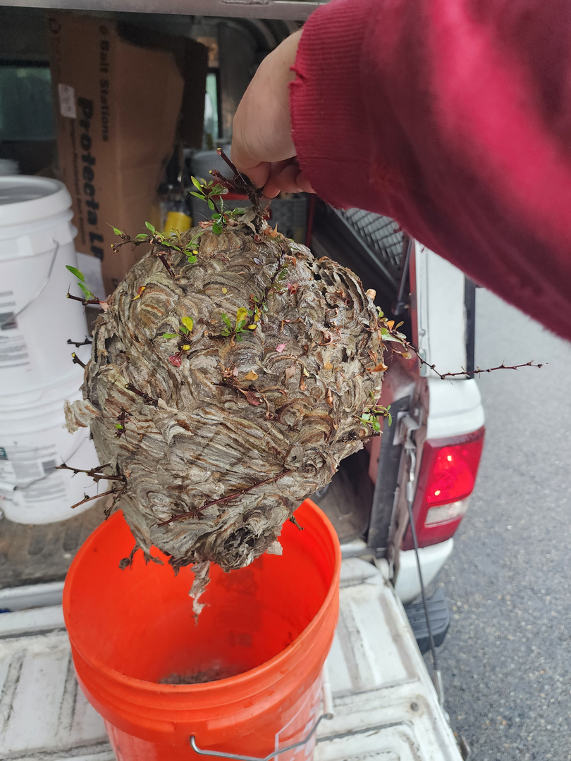 Bugnation, LLC - Seattle, WA