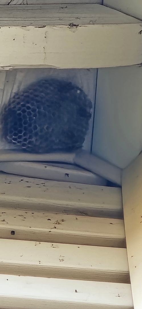 Bugnation, LLC - Seattle, WA