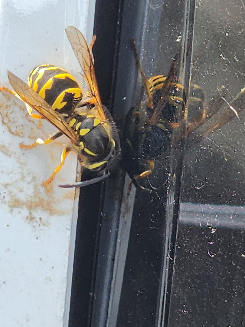 Bugnation, LLC - Seattle, WA