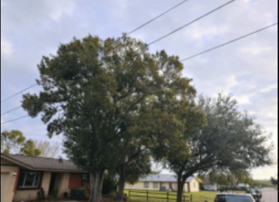 Tree Impressions - Dunedin, FL