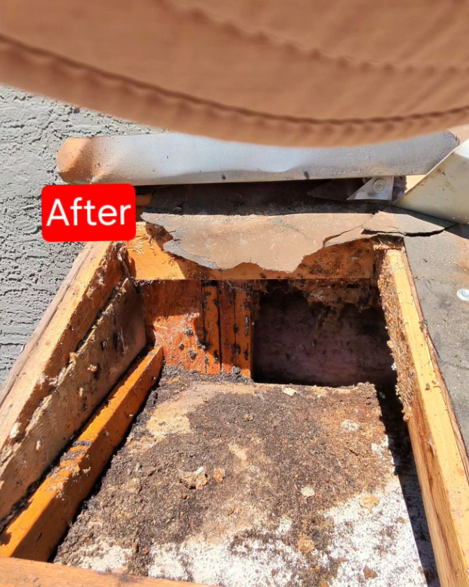 Arizona Pest Experts - Payson, AZ