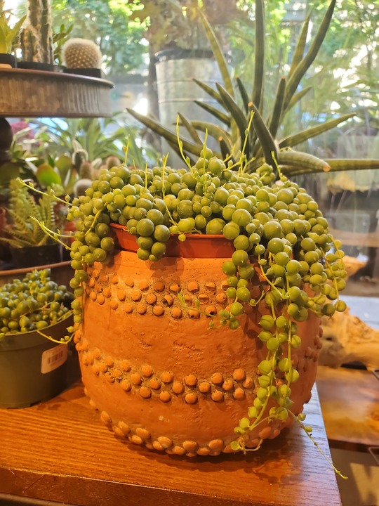 Botanica Floral + Home Image