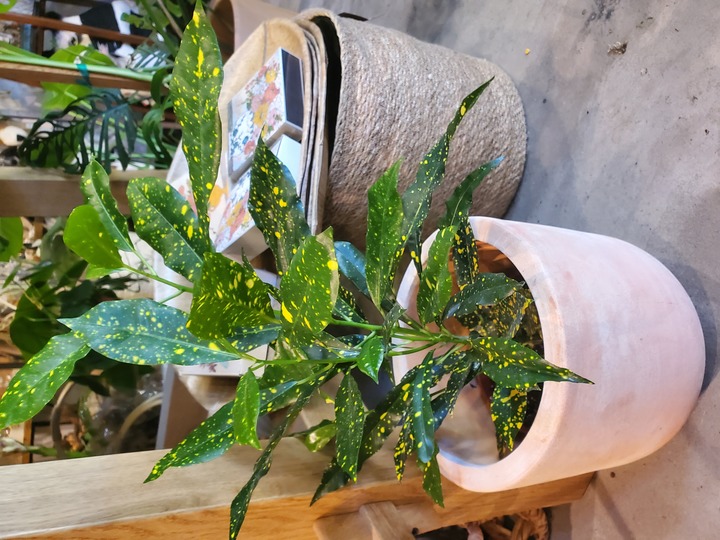 Botanica Floral + Home Image