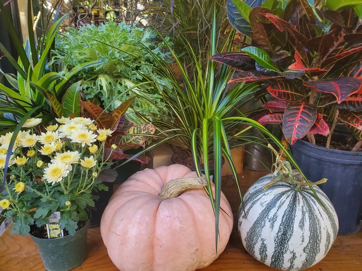 Botanica Floral + Home Image