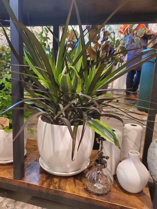 Botanica Floral + Home Image