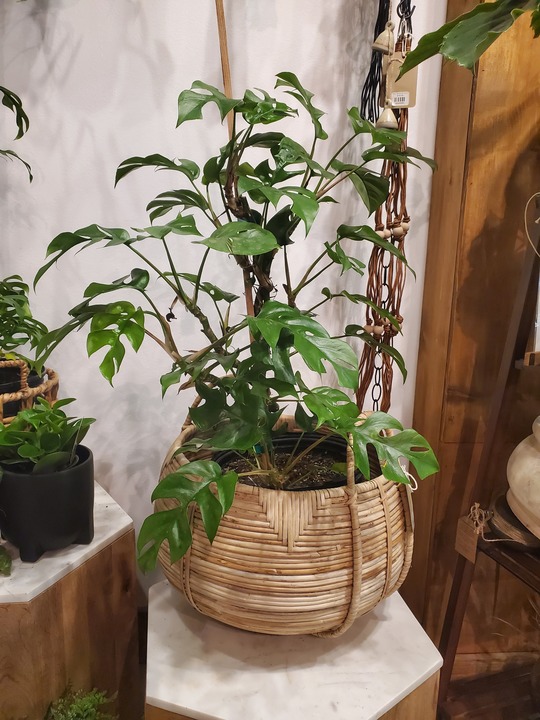 Botanica Floral + Home Image