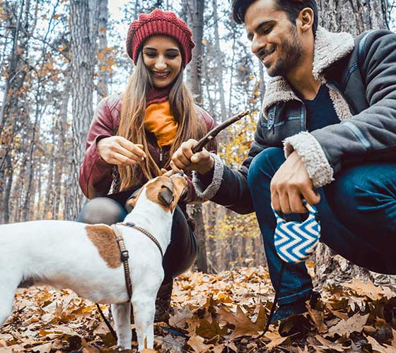 Bully Sticks Direct Image