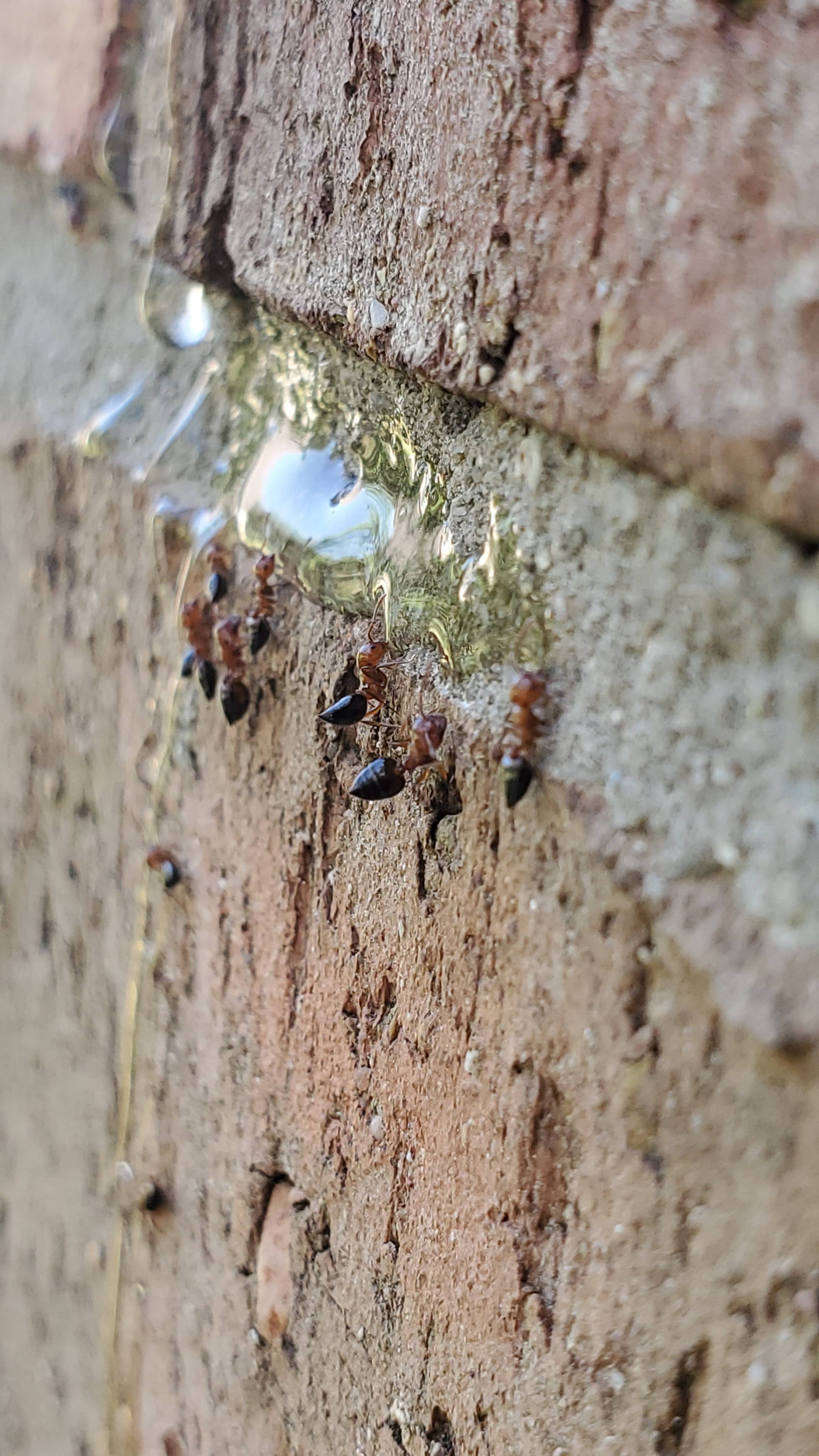 Pro Defense Pest Control - New Braunfels - New Braunfels, TX