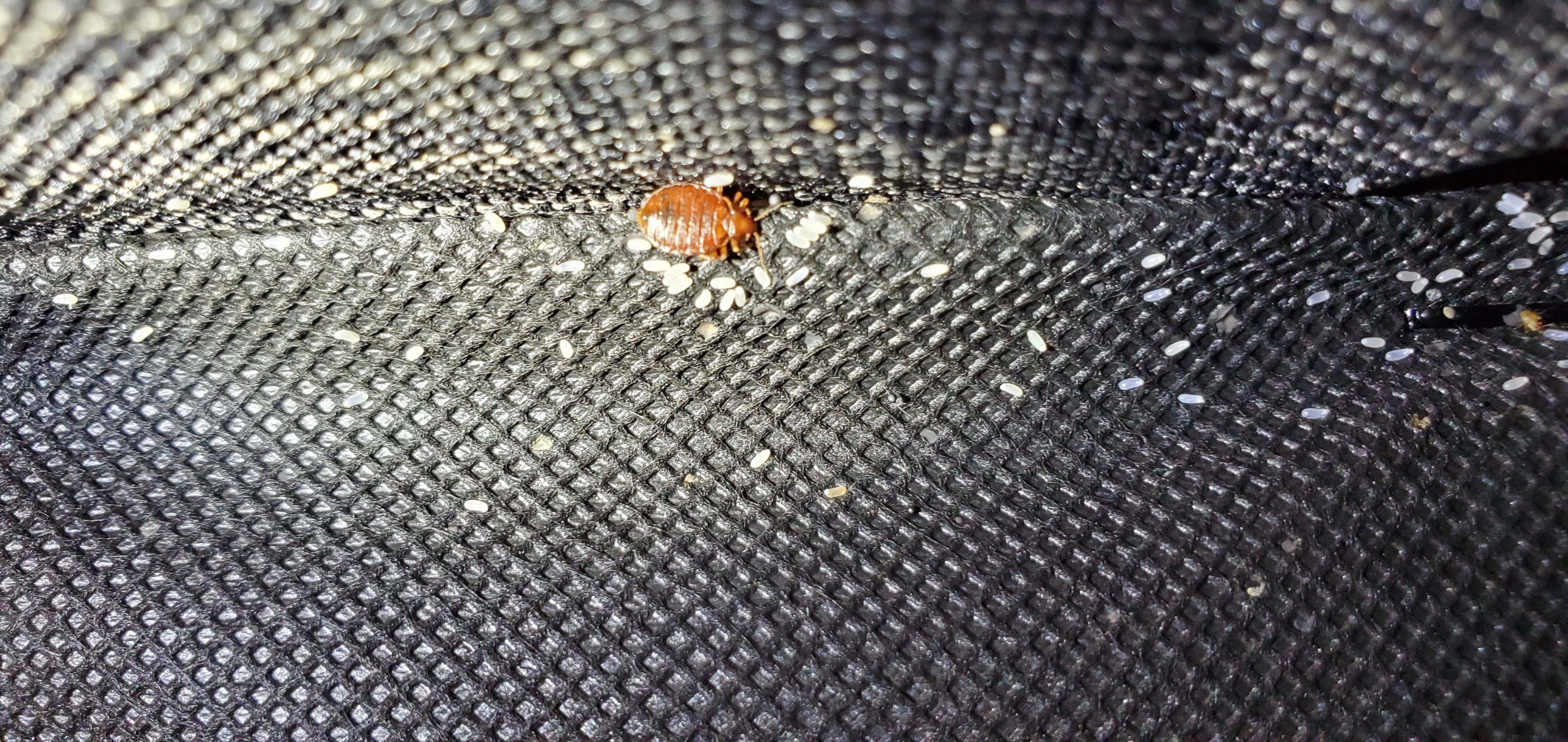 Pro Defense Pest Control - New Braunfels - New Braunfels, TX
