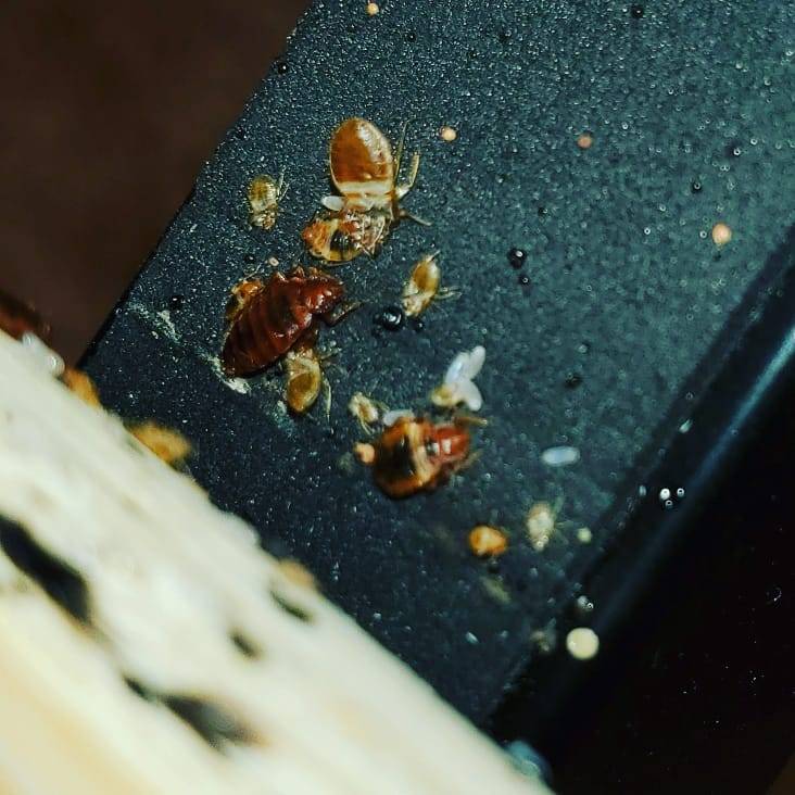 Pro Defense Pest Control - New Braunfels, TX