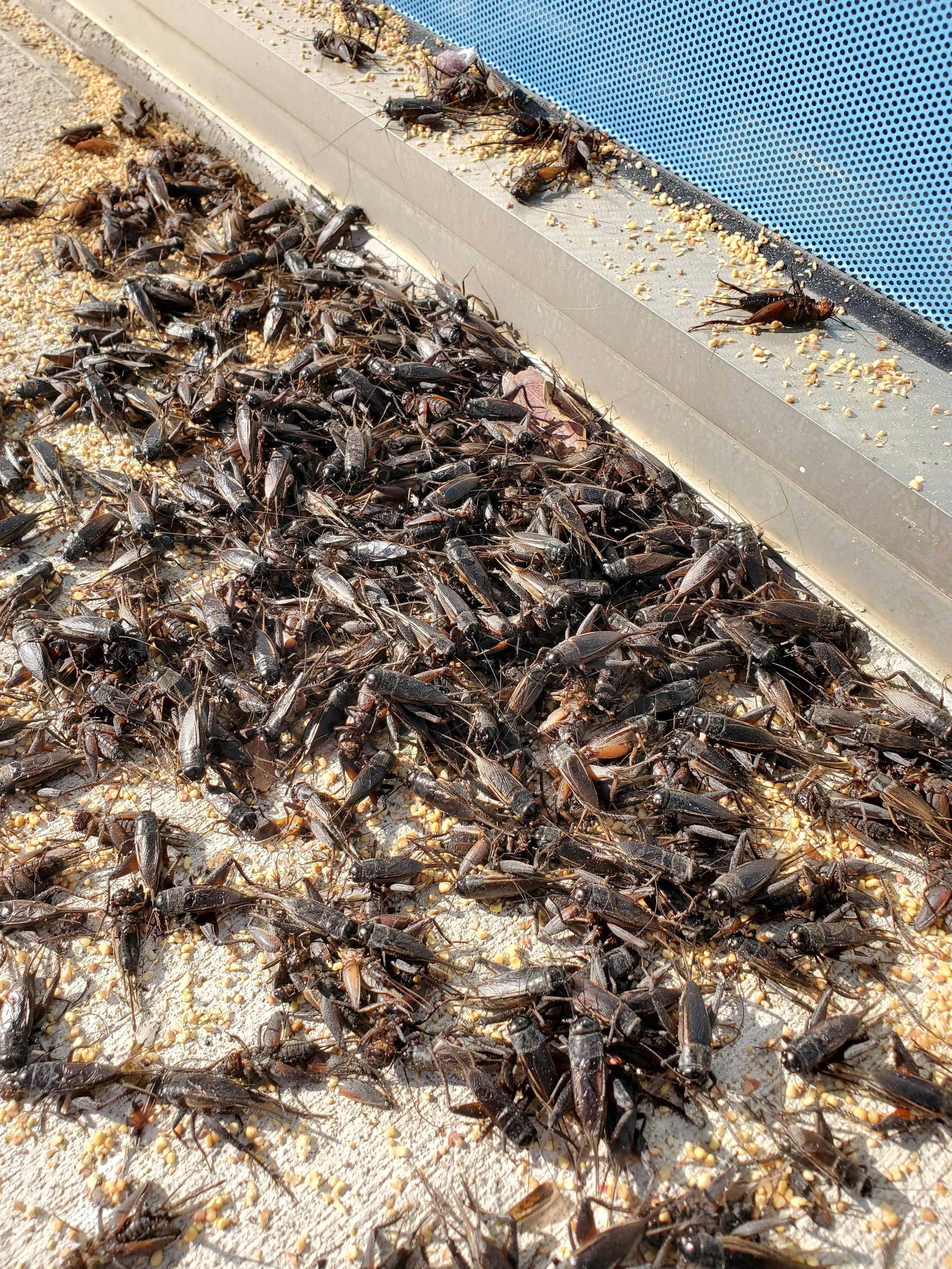 Pro Defense Pest Control - New Braunfels, TX