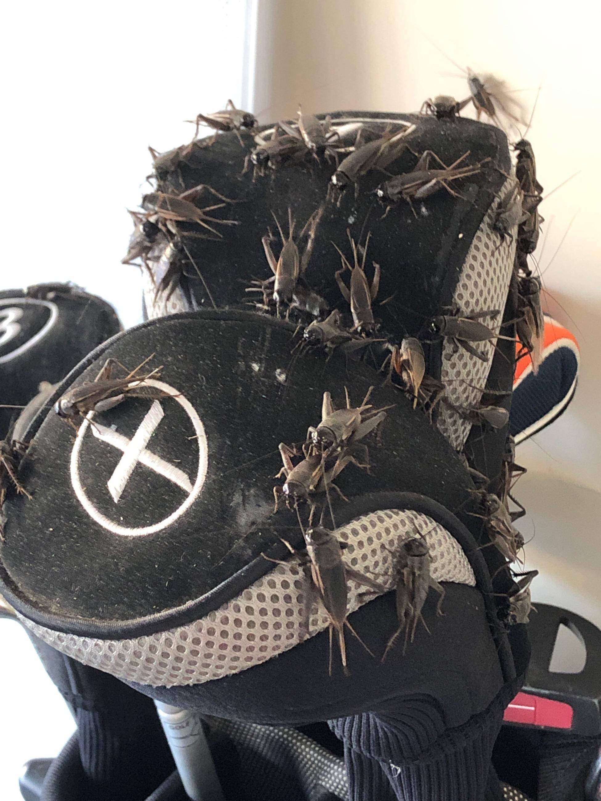 Pro Defense Pest Control - New Braunfels, TX