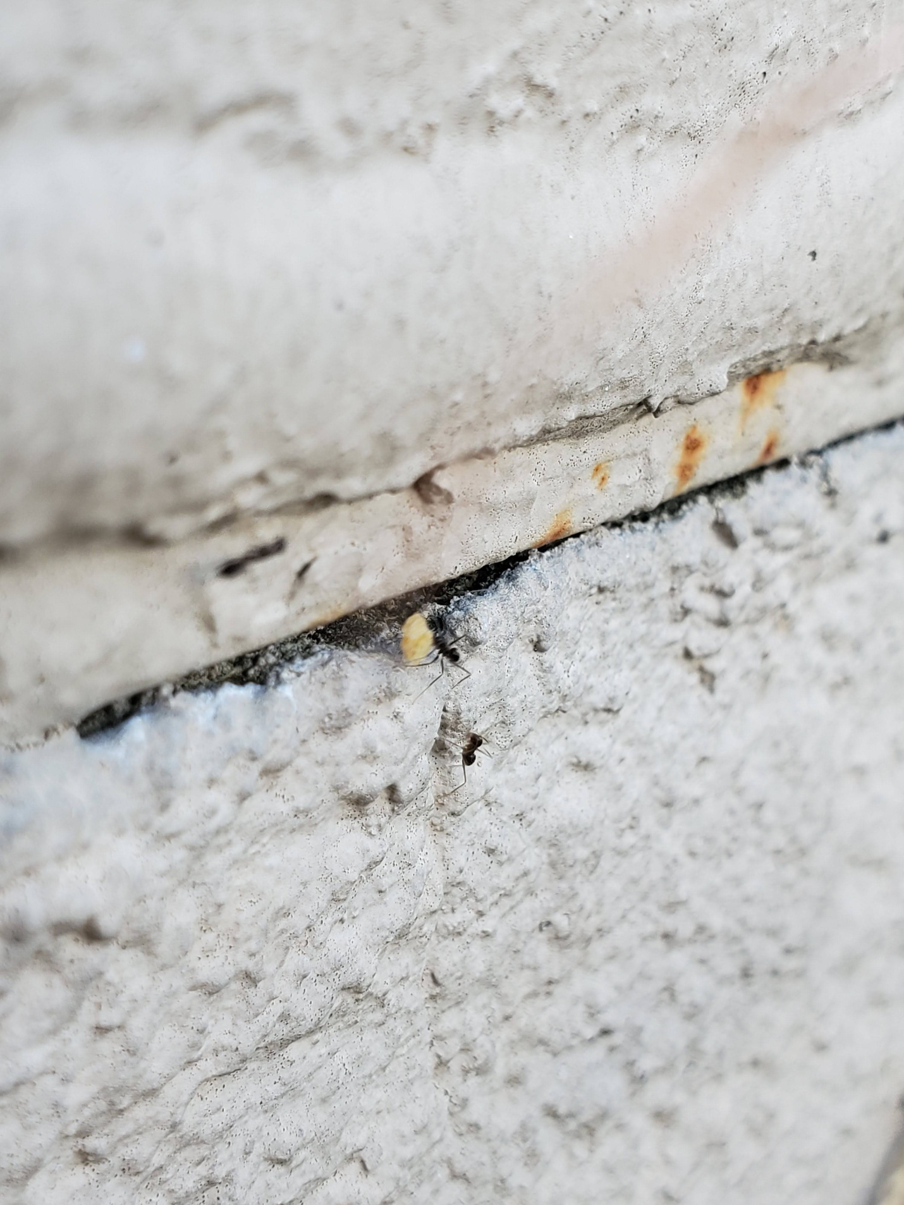 Pro Defense Pest Control - New Braunfels, TX