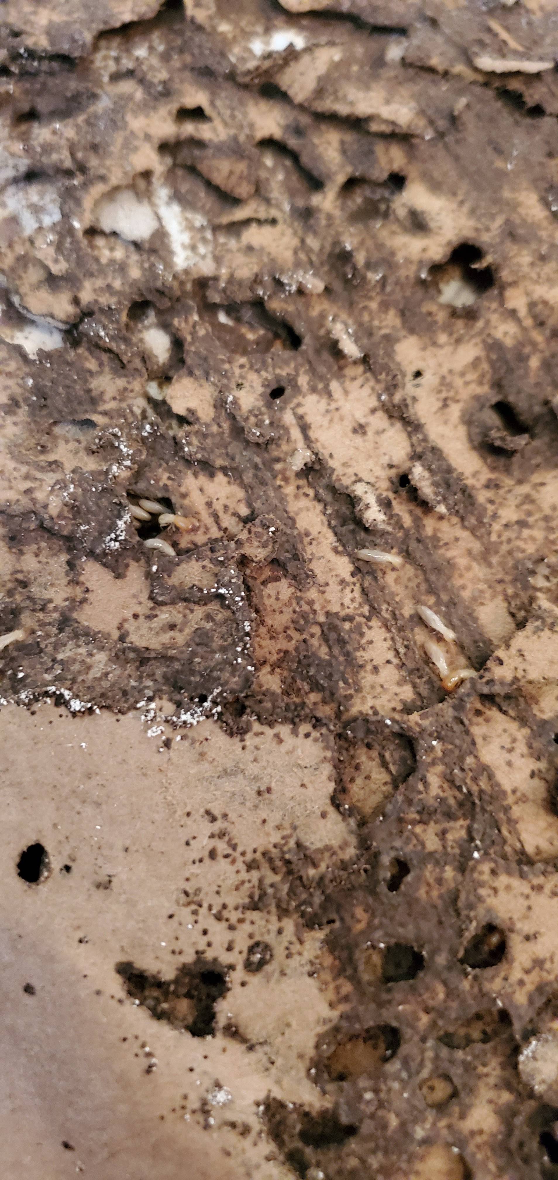 Pro Defense Pest Control - New Braunfels, TX