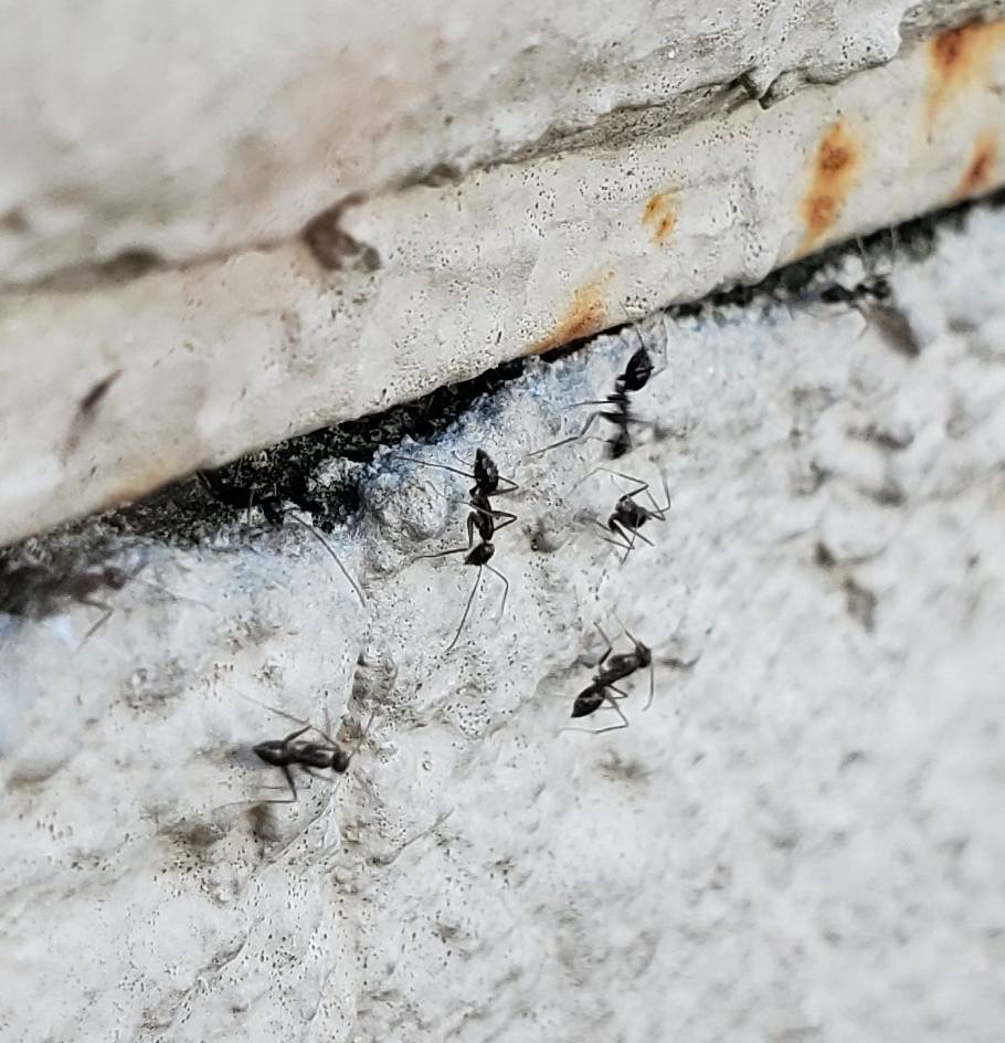 Pro Defense Pest Control - New Braunfels, TX