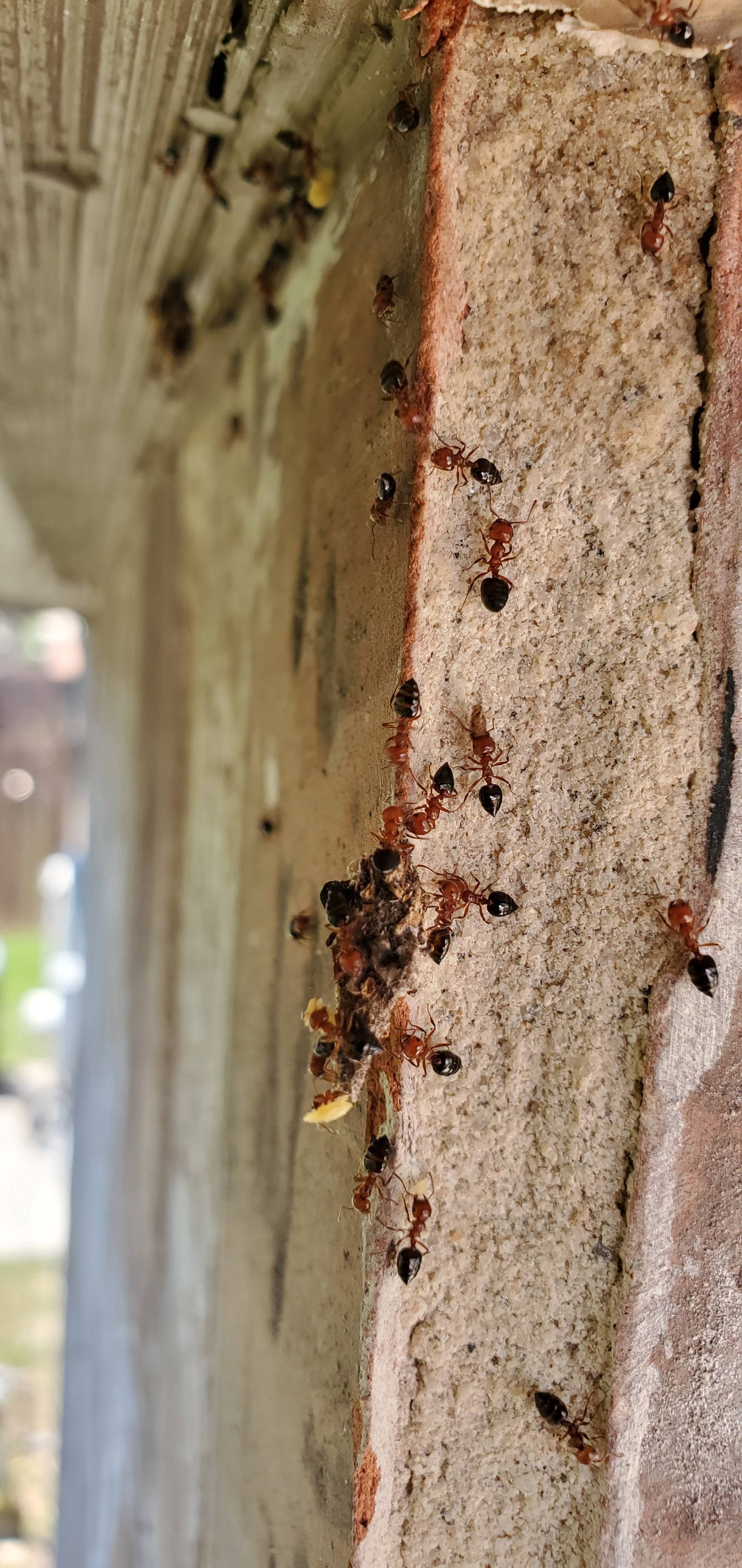 Pro Defense Pest Control - New Braunfels, TX