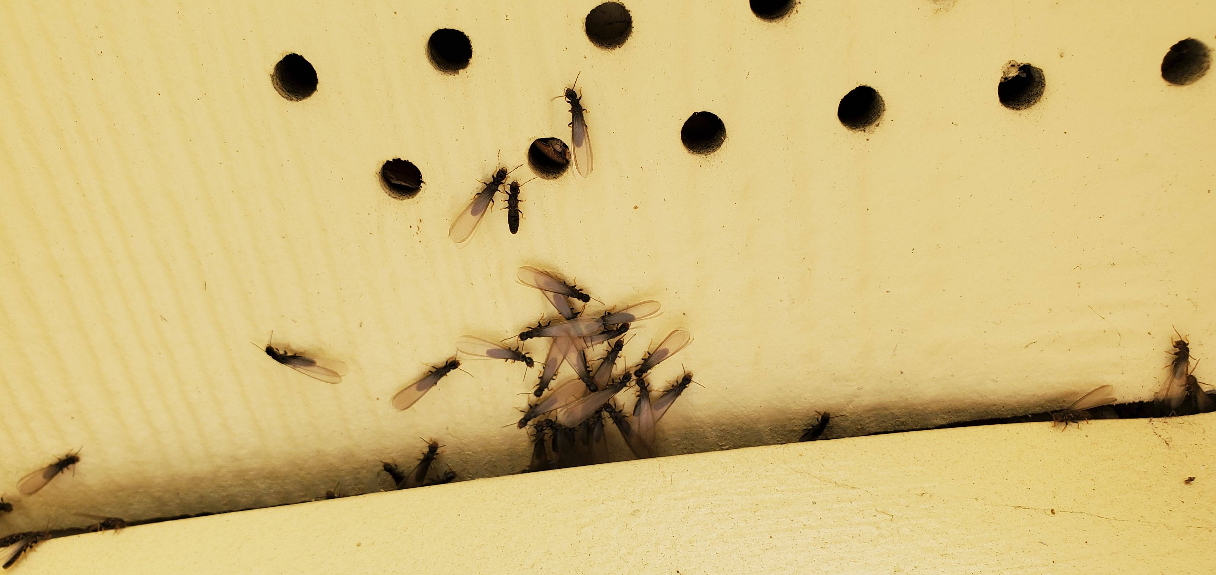 Pro Defense Pest Control - New Braunfels - New Braunfels, TX