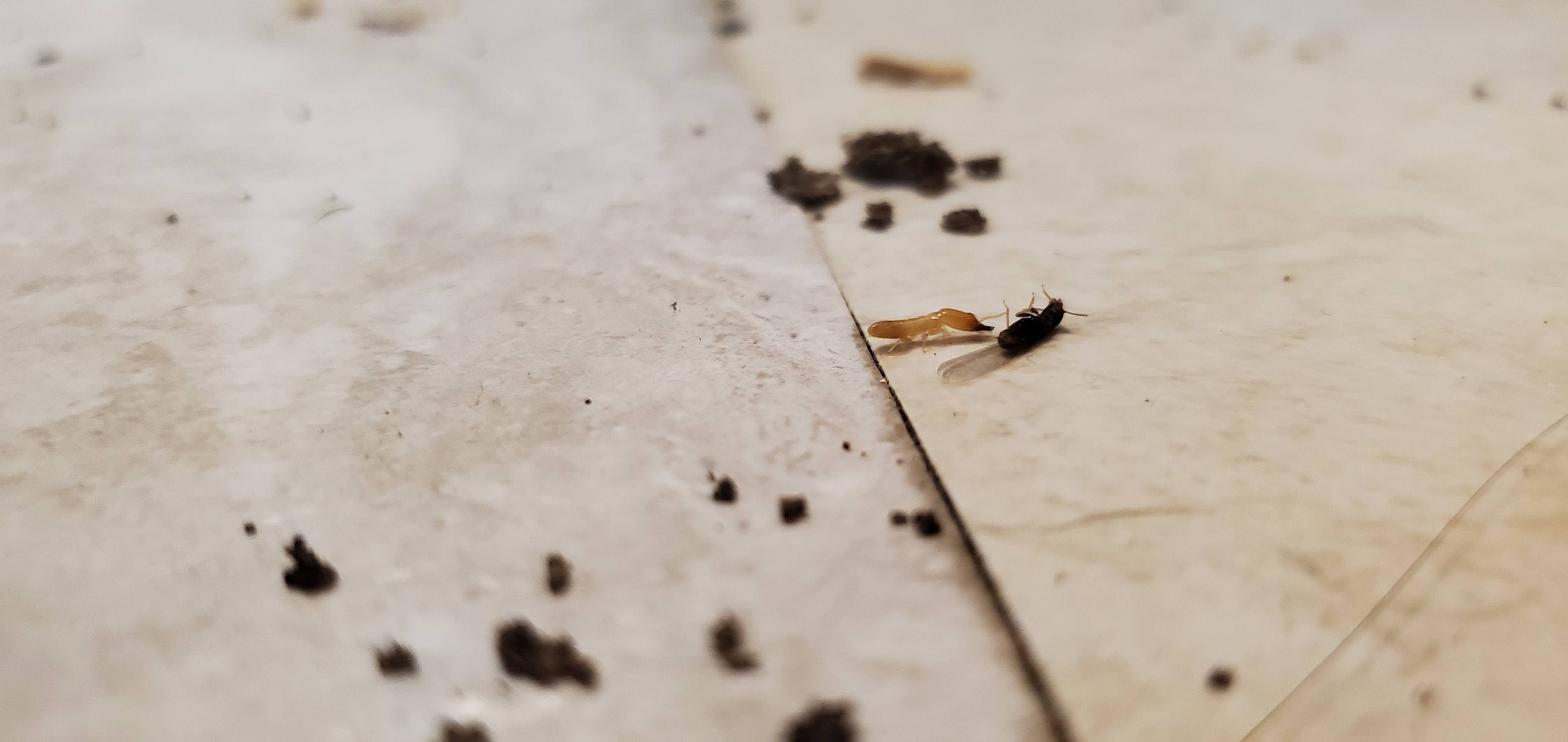 Pro Defense Pest Control - New Braunfels, TX