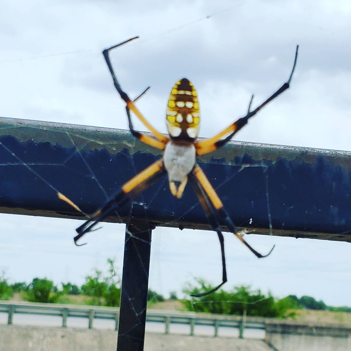 Pro Defense Pest Control - New Braunfels, TX