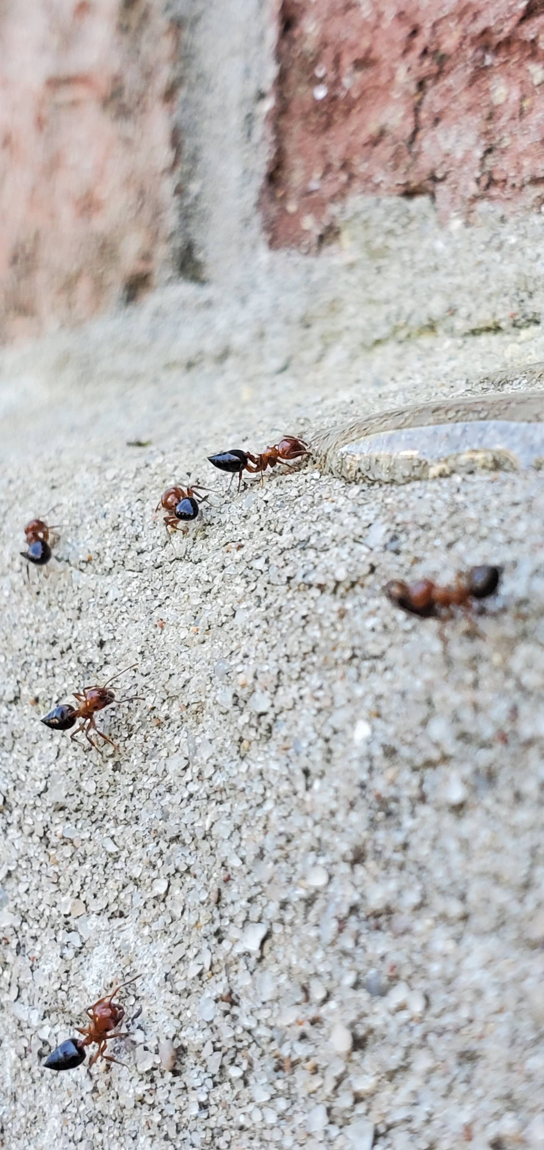 Pro Defense Pest Control - New Braunfels - New Braunfels, TX