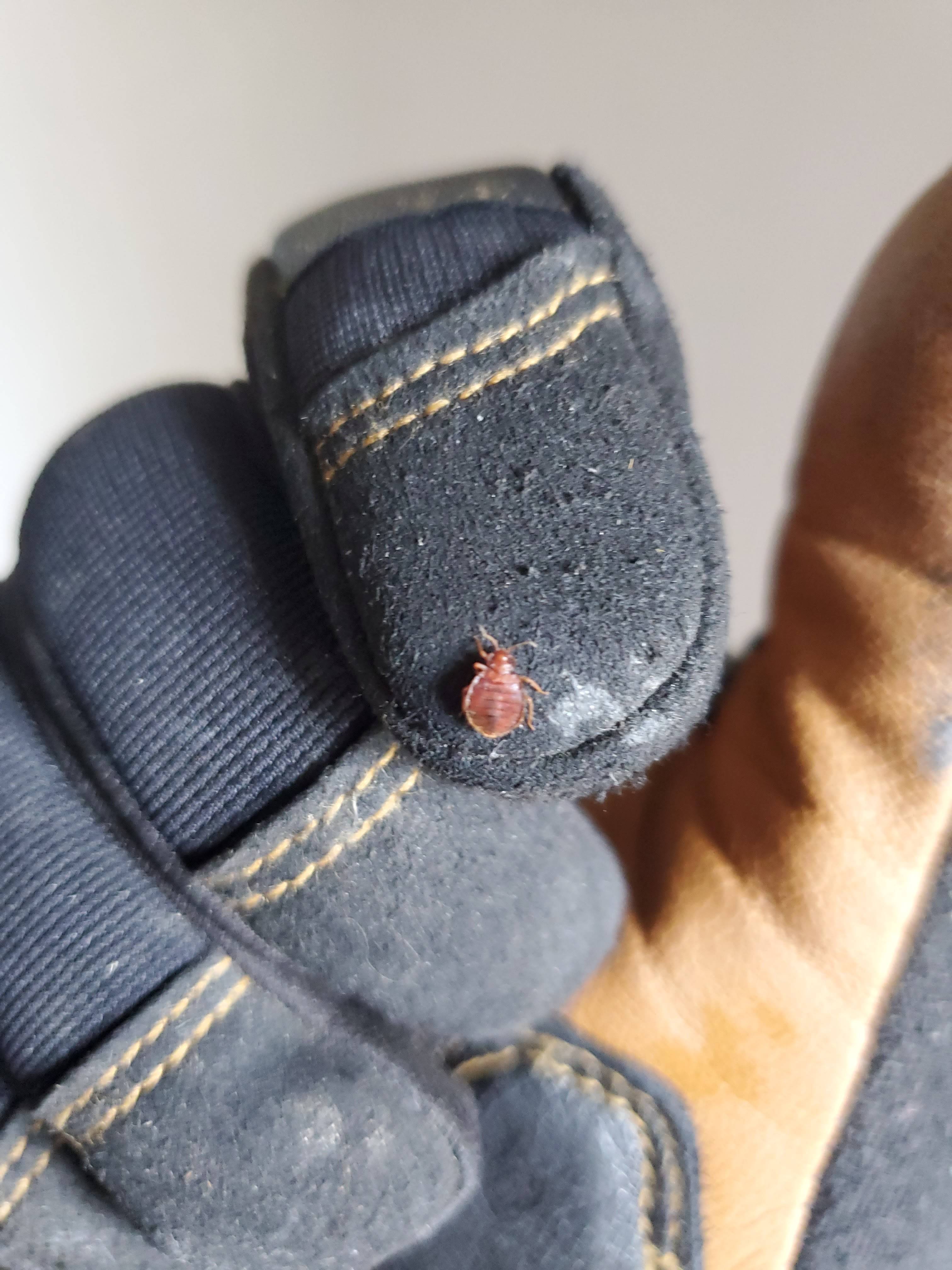 Pro Defense Pest Control - New Braunfels, TX