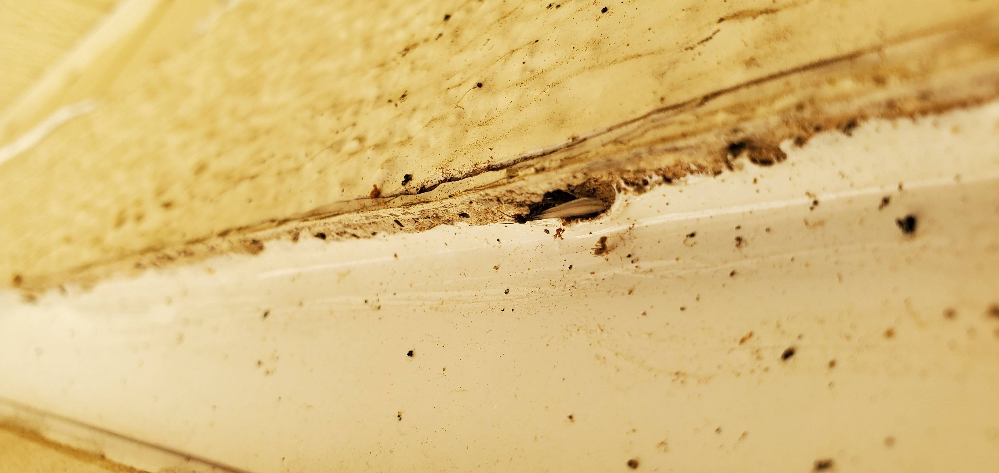 Pro Defense Pest Control - New Braunfels - New Braunfels, TX