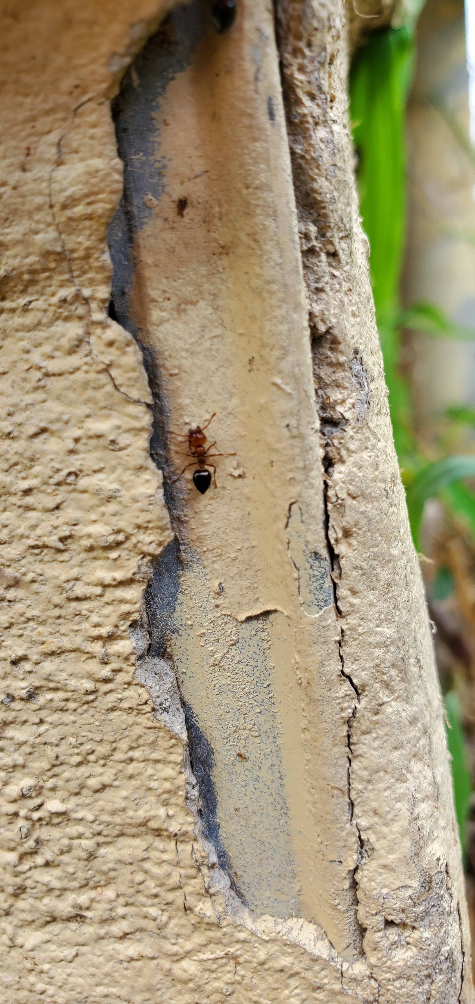Pro Defense Pest Control - New Braunfels, TX