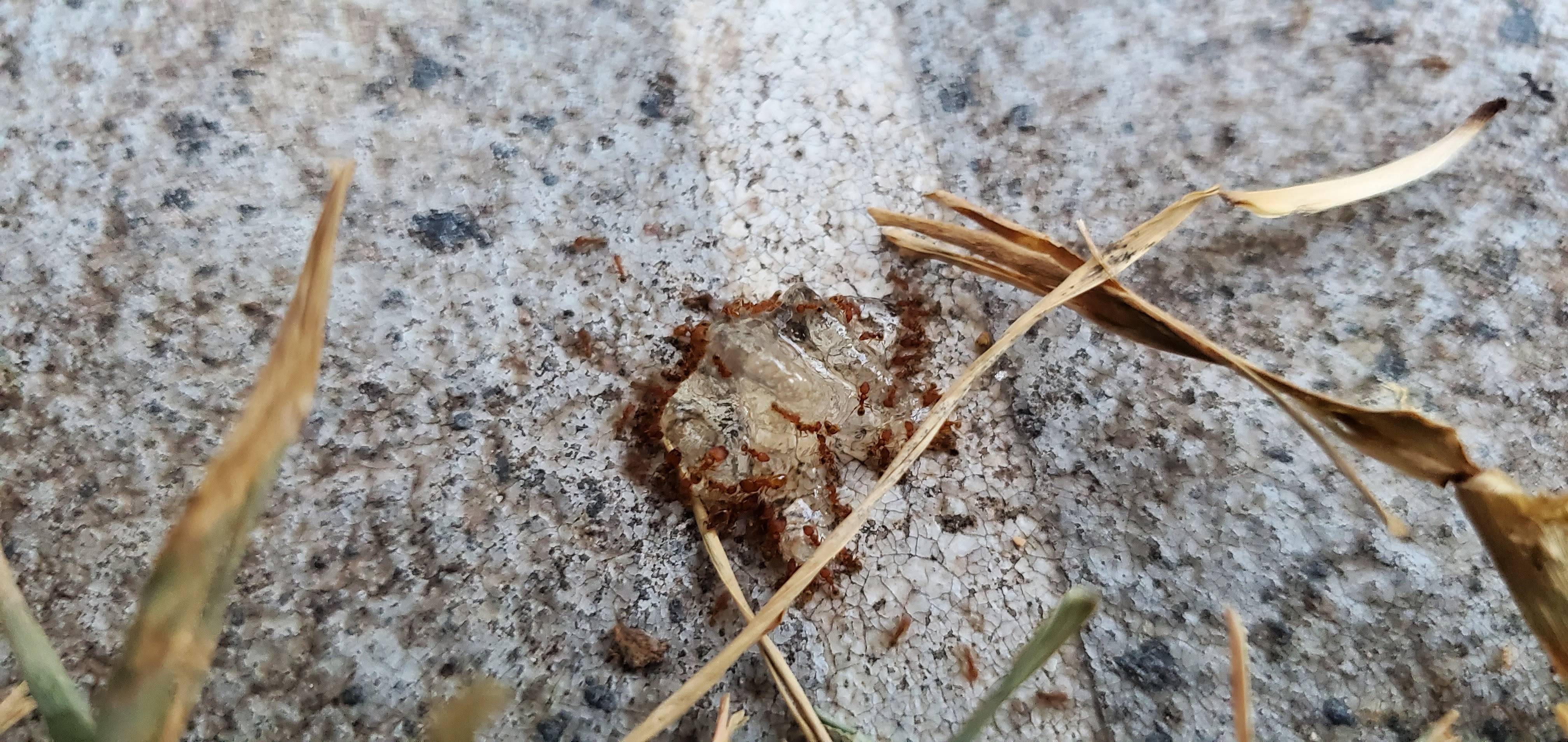 Pro Defense Pest Control - New Braunfels, TX