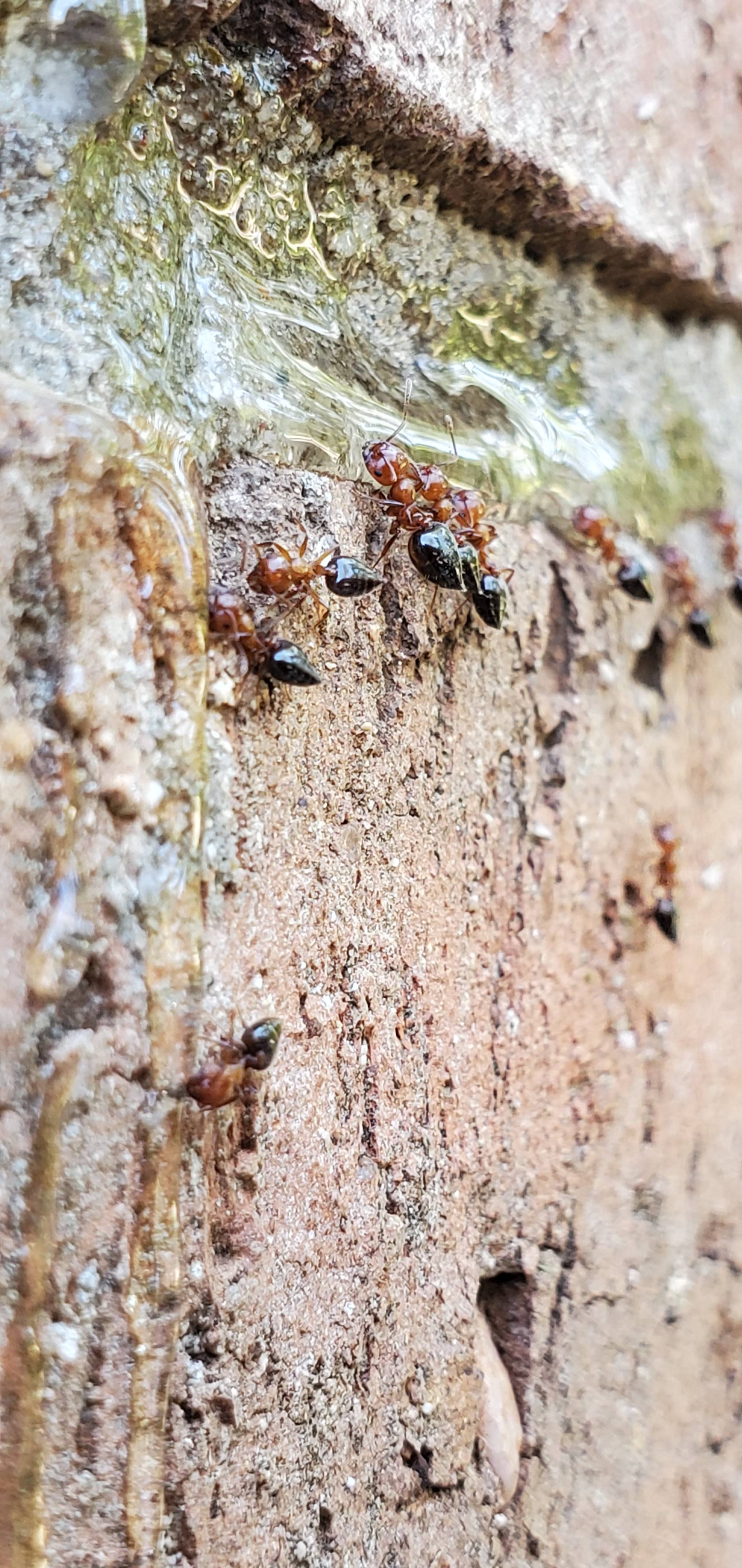 Pro Defense Pest Control - New Braunfels, TX