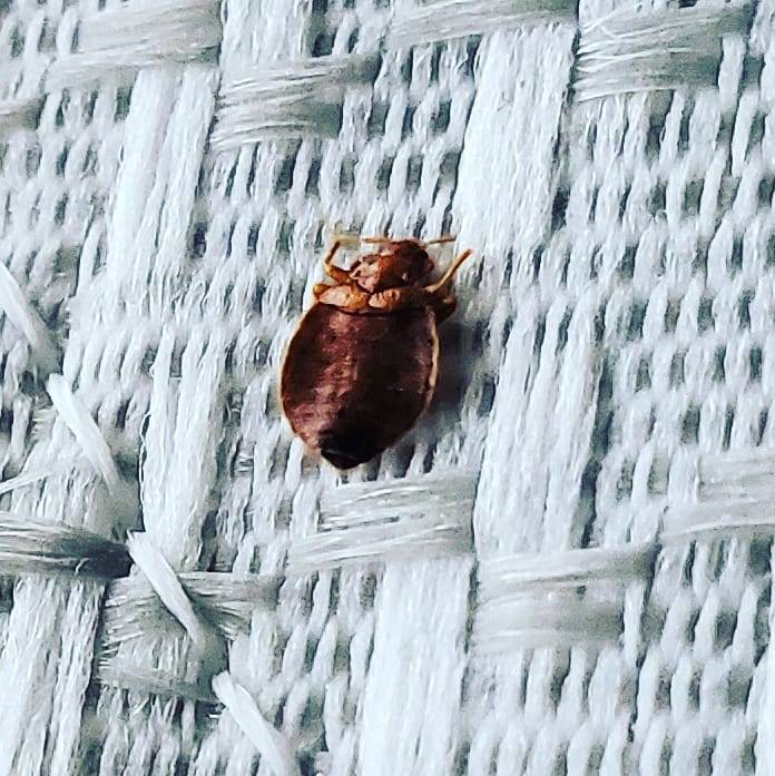 Pro Defense Pest Control - New Braunfels, TX