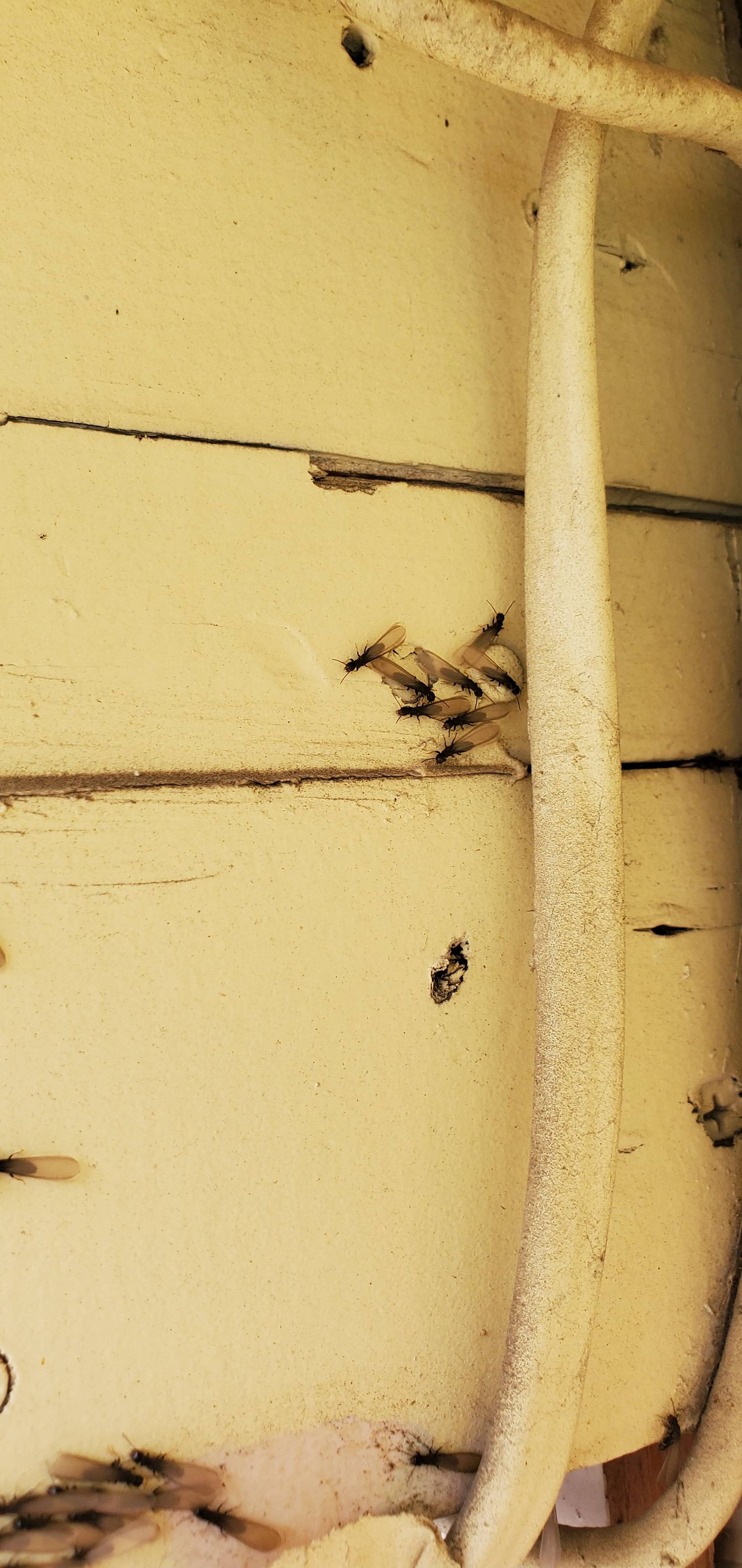 Pro Defense Pest Control - New Braunfels, TX