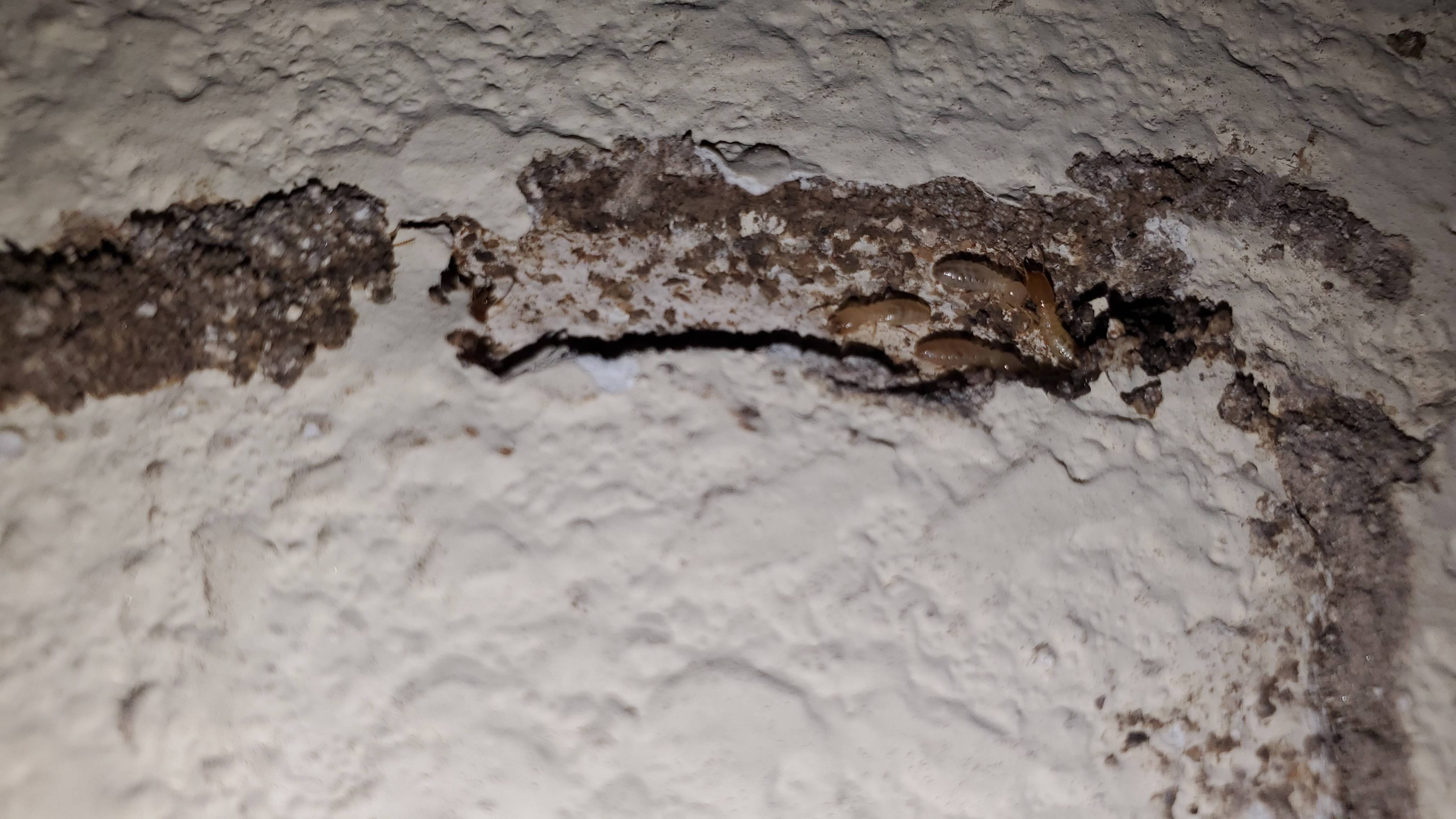 Pro Defense Pest Control - New Braunfels - New Braunfels, TX