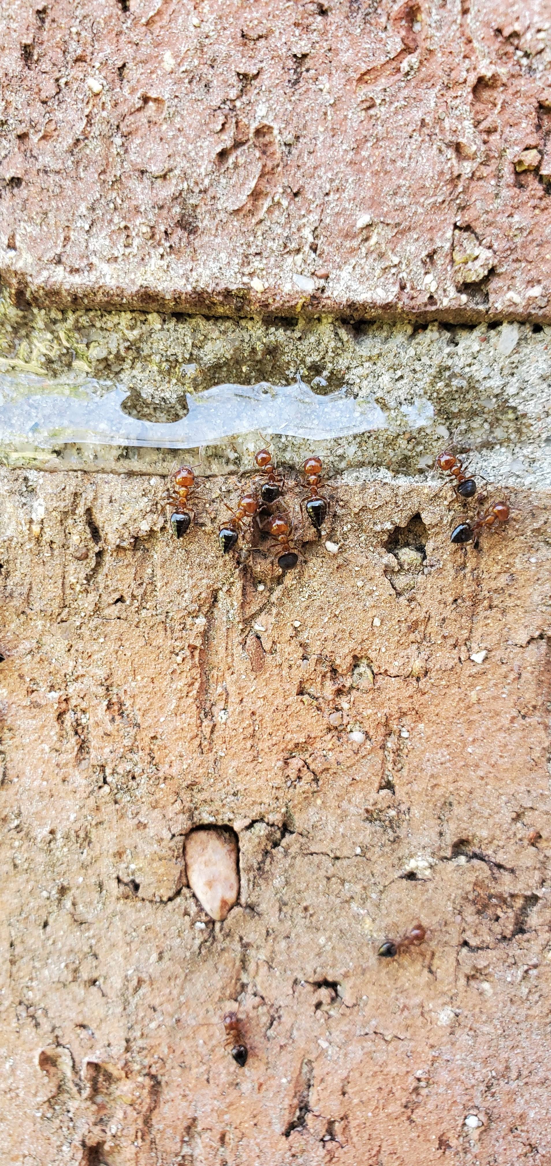 Pro Defense Pest Control - New Braunfels, TX