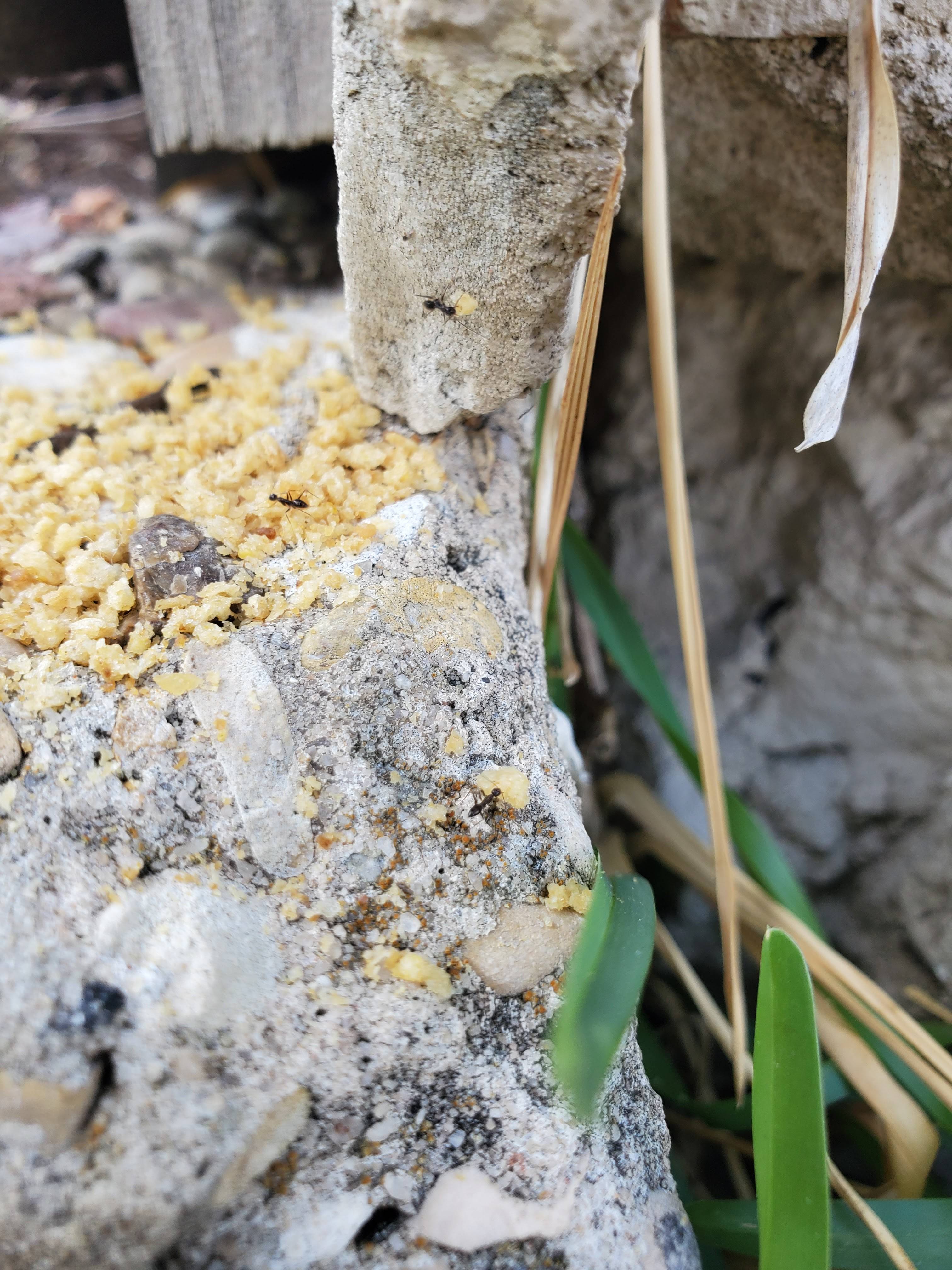 Pro Defense Pest Control - New Braunfels, TX