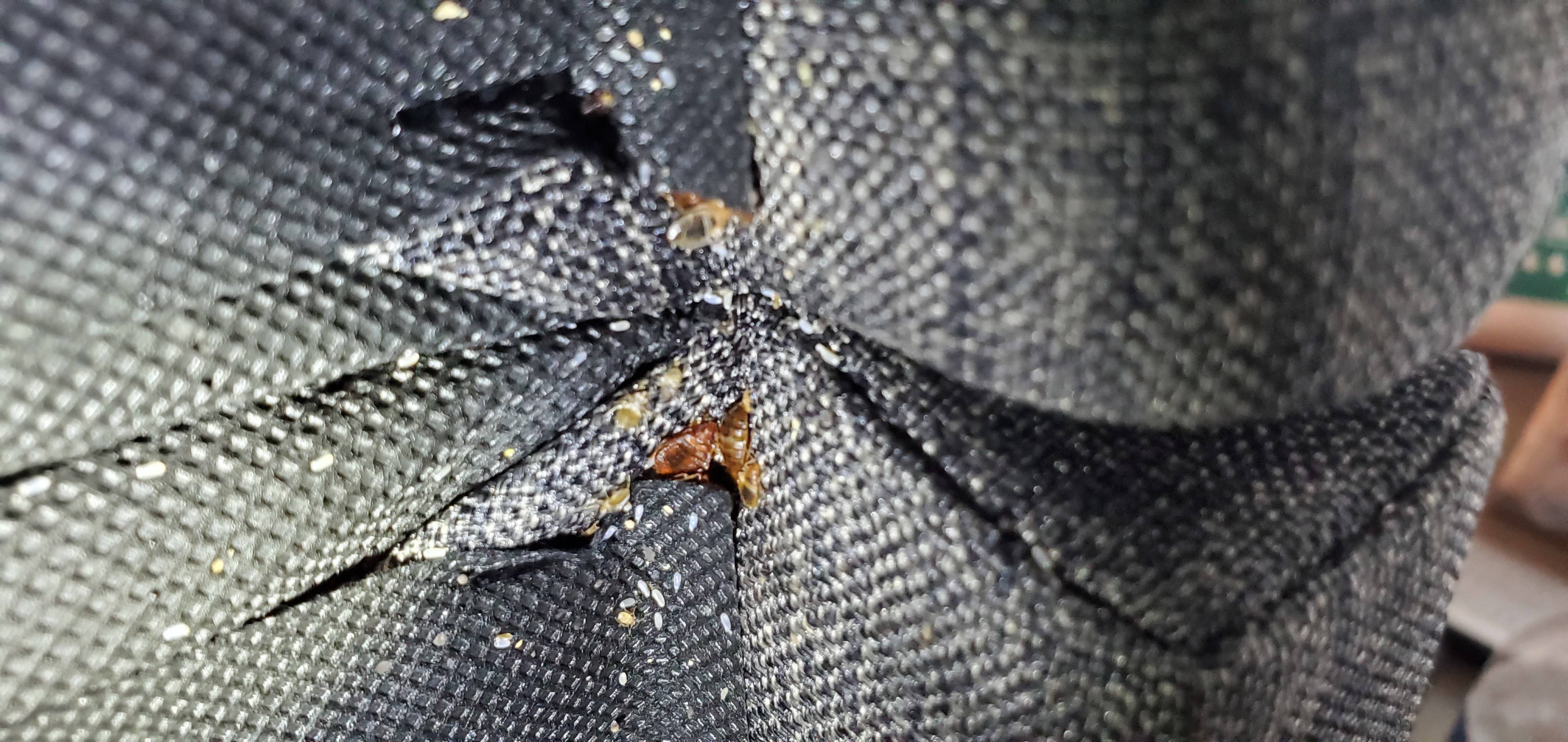 Pro Defense Pest Control - New Braunfels - New Braunfels, TX