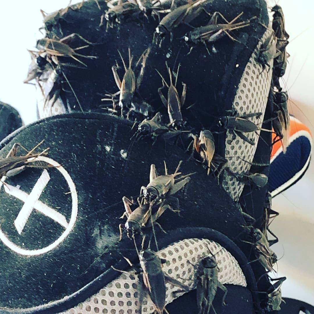 Pro Defense Pest Control - New Braunfels, TX