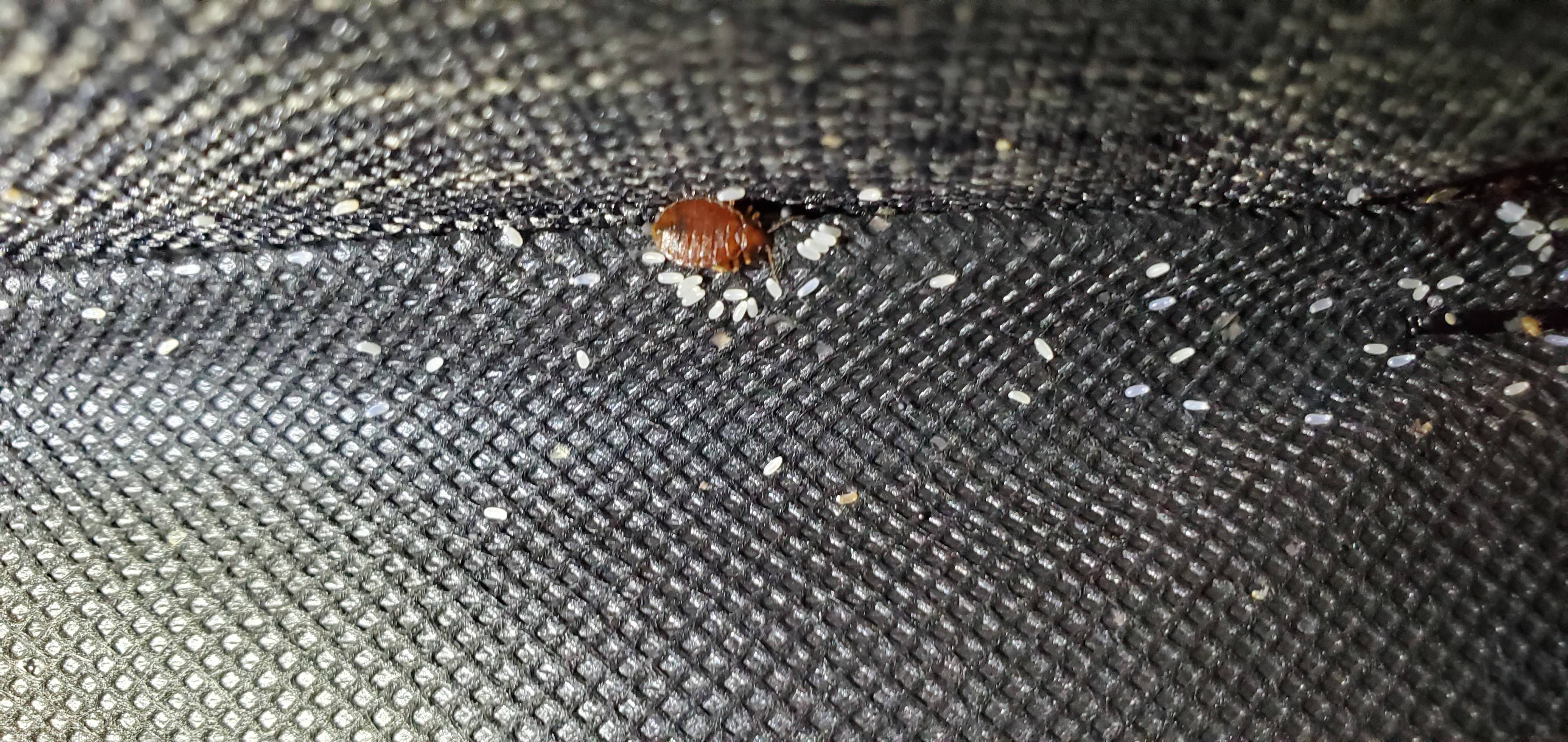 Pro Defense Pest Control - New Braunfels, TX