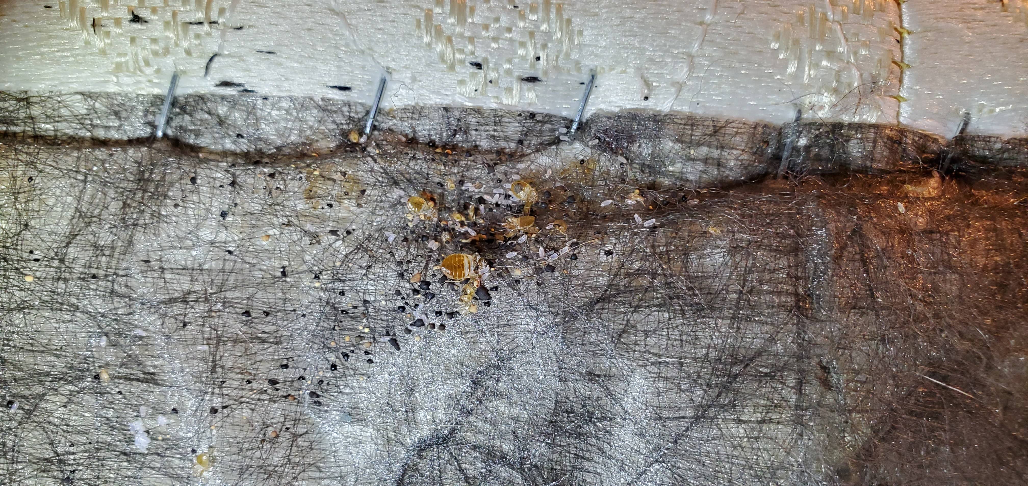 Pro Defense Pest Control - New Braunfels - New Braunfels, TX