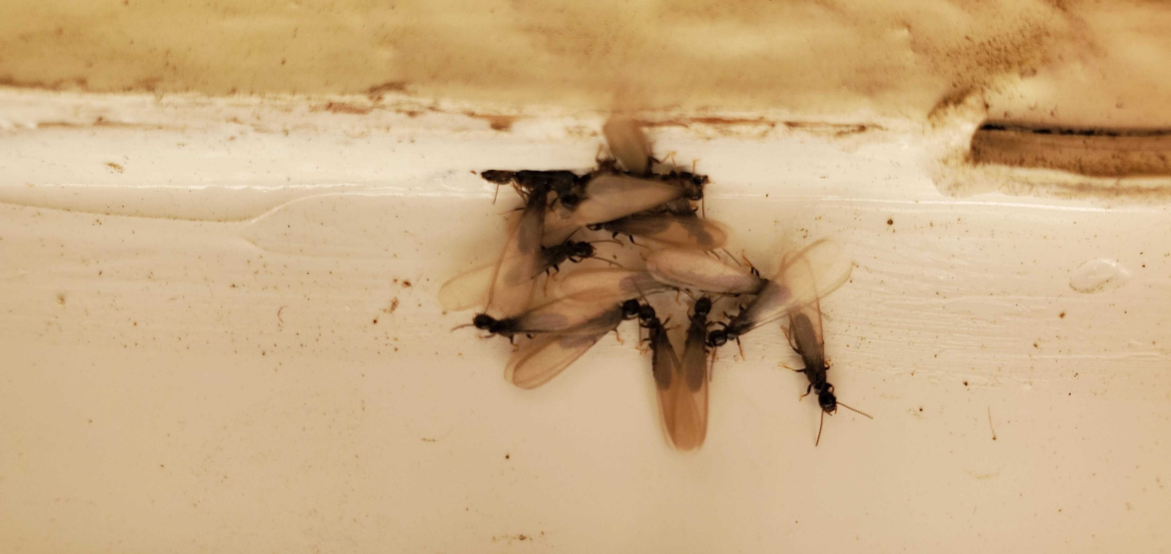 Pro Defense Pest Control - New Braunfels - New Braunfels, TX